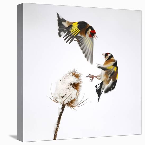 Goldfinches (Carduelis Carduelis) Squabbling over Teasel Seeds in Winter. Cambridgeshire, UK-Mark Hamblin-Premier Image Canvas