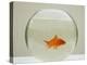 Goldfish Alone in Goldfish Bowl-null-Premier Image Canvas