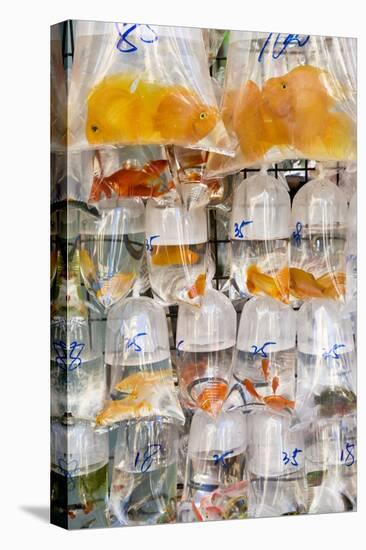 Goldfish at Goldfish Market, Hong Kong, China-Peter Adams-Premier Image Canvas