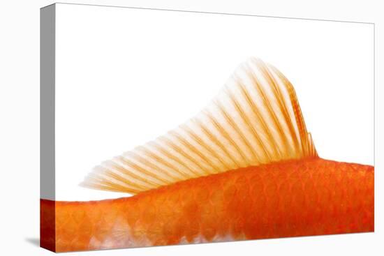 Goldfish, Dorsal Fin-Herbert Kehrer-Premier Image Canvas