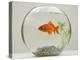 Goldfish in Goldfish Bowl with Weed-null-Premier Image Canvas