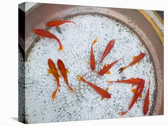 Goldfish in Pan, Old Town, Lijiang, Yunnan Province, China-Walter Bibikow-Premier Image Canvas