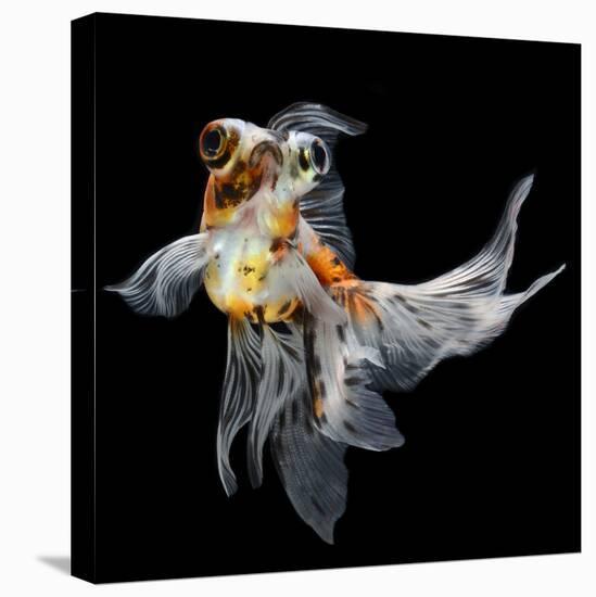 Goldfish Isolated on Black Background-bluehand-Premier Image Canvas