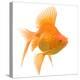 Goldfish Studio Shot-null-Premier Image Canvas