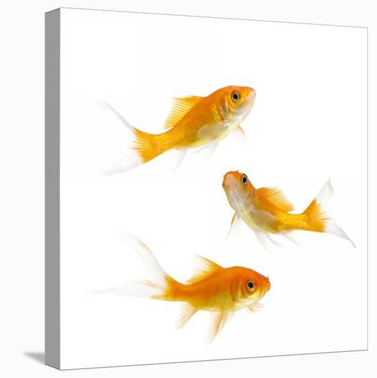 Goldfish Swimming in Water-Herbert Kehrer-Premier Image Canvas