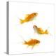 Goldfish Swimming in Water-Herbert Kehrer-Premier Image Canvas
