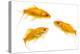 Goldfish Swimming in Water-Herbert Kehrer-Premier Image Canvas