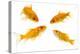 Goldfish Swimming in Water-Herbert Kehrer-Premier Image Canvas