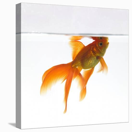 Goldfish Swimming Just Below the Surface of the Water-Mark Mawson-Premier Image Canvas