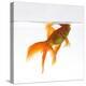 Goldfish Swimming Just Below the Surface of the Water-Mark Mawson-Premier Image Canvas