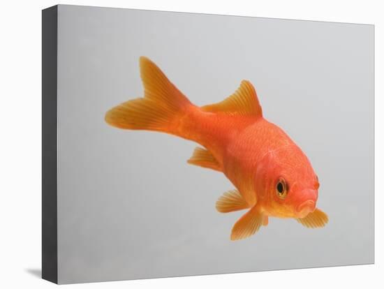 Goldfish, Three Quarter View-null-Premier Image Canvas