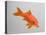 Goldfish, Three Quarter View-null-Premier Image Canvas