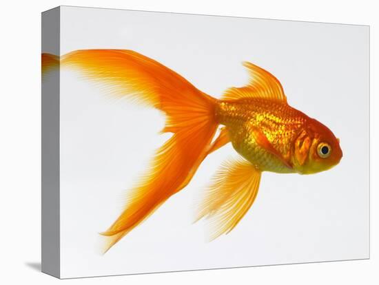 Goldfish-Mark Mawson-Premier Image Canvas