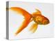 Goldfish-Mark Mawson-Premier Image Canvas