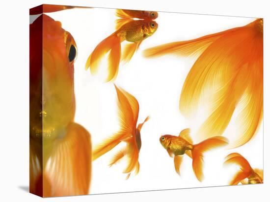 Goldfish-Mark Mawson-Premier Image Canvas