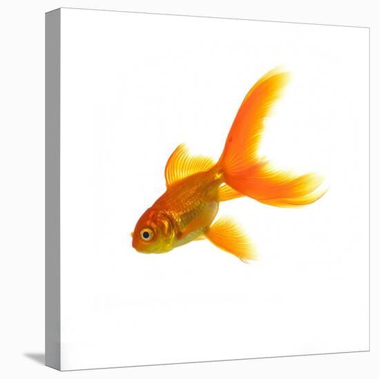 Goldfish-Mark Mawson-Premier Image Canvas