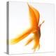 Goldfish-Mark Mawson-Premier Image Canvas