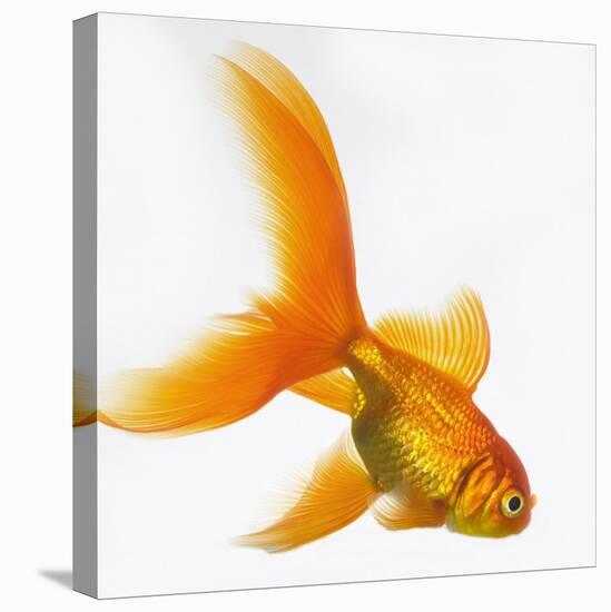 Goldfish-Mark Mawson-Premier Image Canvas