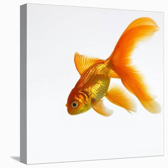 Goldfish-Mark Mawson-Premier Image Canvas