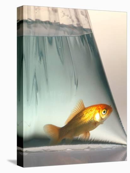 Goldfish-Tek Image-Premier Image Canvas
