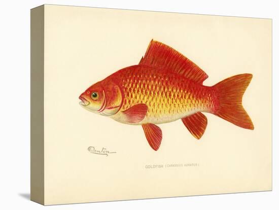 Goldfish-null-Premier Image Canvas