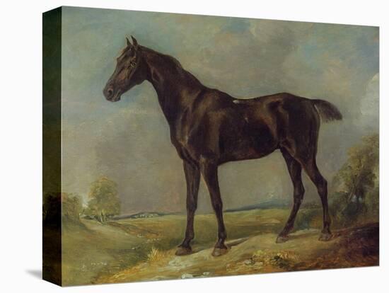 Golding Constable's Black Riding-Horse, C.1805-10 (Oil on Panel)-John Constable-Premier Image Canvas