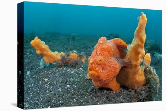Golf-Ball Sized Painted Frogfish (Antennarius Pictus) Waits To Ambush Prey Disguised As A Sponge-Alex Mustard-Premier Image Canvas