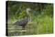 Goliath Heron (Ardea Goliath) Standing in the Waters-Neil Aldridge-Premier Image Canvas