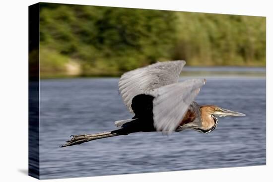 Goliath Heron in Flight-Augusto Leandro Stanzani-Premier Image Canvas