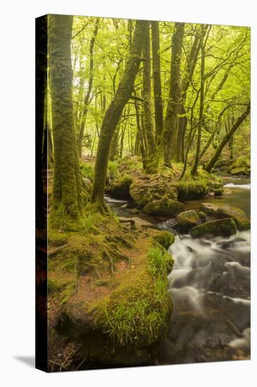 Golitha Falls, River Fowey Flowing Through Wooded Valley, Near St Cleer, Cornwall, UK, May 2012-Ross Hoddinott-Premier Image Canvas