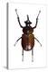 Golofa Scarab Beetle-Lawrence Lawry-Premier Image Canvas