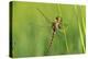 Gomphidae Dragonfly, Side View-Harald Kroiss-Premier Image Canvas