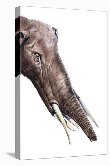 Gomphotherium Angustidens-null-Premier Image Canvas