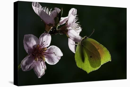 Gonepteryx Cleopatra (Cleopatra Butterfly)-Paul Starosta-Premier Image Canvas