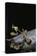 Gongylus Gongylodes (Wandering Violin Mantis)-Paul Starosta-Premier Image Canvas