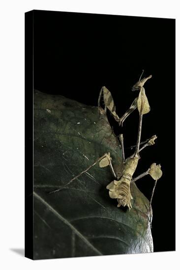 Gongylus Gongylodes (Wandering Violin Mantis)-Paul Starosta-Premier Image Canvas