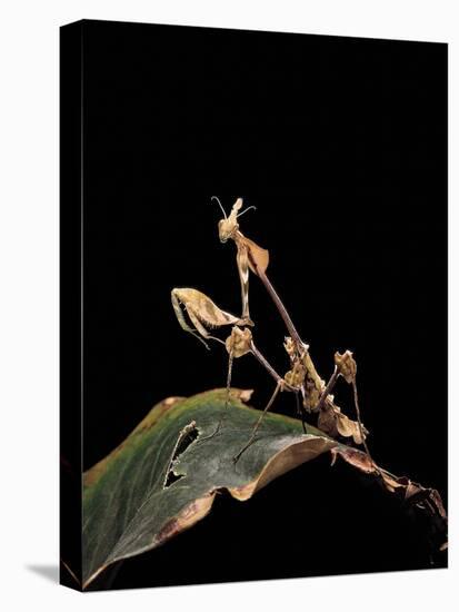 Gongylus Gongylodes (Wandering Violin Mantis)-Paul Starosta-Premier Image Canvas