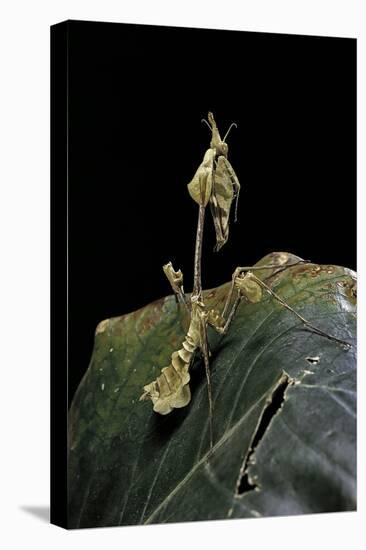 Gongylus Gongylodes (Wandering Violin Mantis)-Paul Starosta-Premier Image Canvas