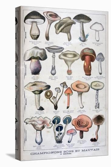 Good and Bad Mushrooms, 1896-null-Premier Image Canvas
