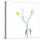 Good Morning Sunshine-Jacob Berghoef-Premier Image Canvas