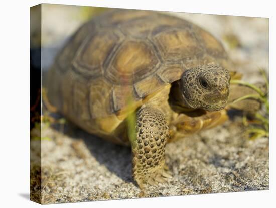 Gopher Tortoise, Gopherus Polyphemus, Wiregrass Community, Central Florida, USA-Maresa Pryor-Premier Image Canvas