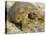 Gopher Tortoise, Gopherus Polyphemus, Wiregrass Community, Central Florida, USA-Maresa Pryor-Premier Image Canvas
