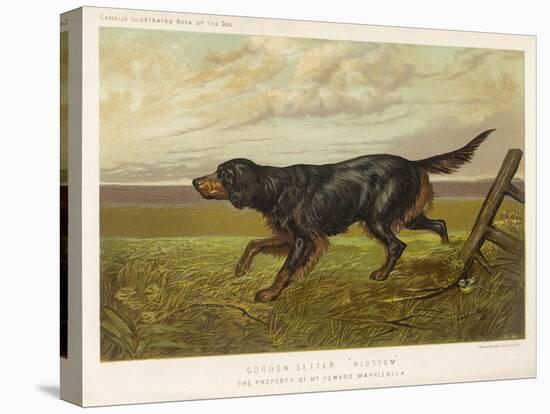 Gordon Setter in the Field with Its Classic Black and Tan Colouring-Langham David-Stretched Canvas