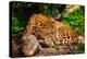 Gorgeous Leopard in Natural Habitat-NejroN Photo-Premier Image Canvas