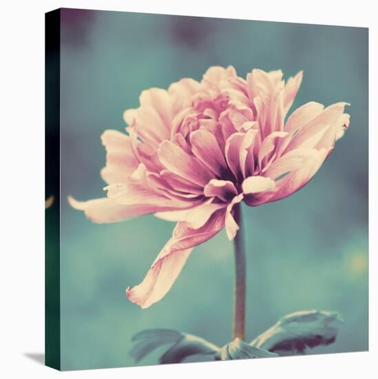 Gorgeous Pink-Gail Peck-Premier Image Canvas