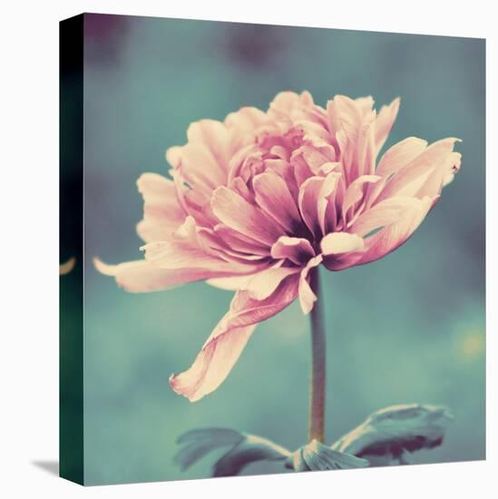 Gorgeous Pink-Gail Peck-Stretched Canvas