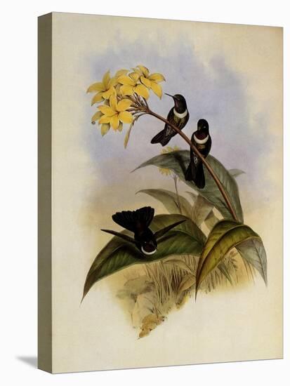 Gorgeted Sun Angel, Heliangelus Strophianus-John Gould-Premier Image Canvas