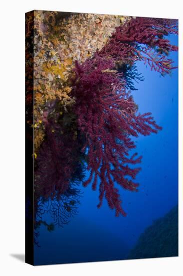 Gorgonian Coral on Rock Face Covered with Yellow Encrusting Anemones, Sponges and Corals, Corsica-Pitkin-Premier Image Canvas