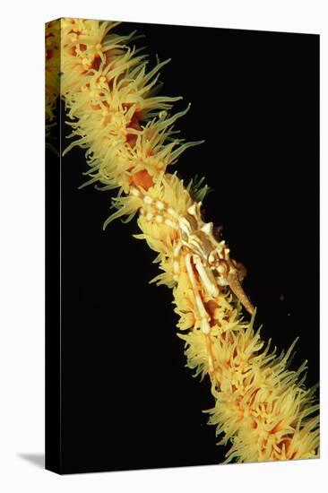 Gorgonian Crab (Xenocarcinus Tuberculatus), Indonesia, Indo-Pacific Ocean.-Reinhard Dirscherl-Premier Image Canvas