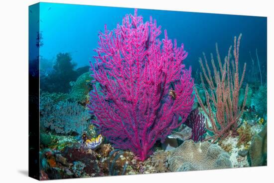 Gorgonian sea fans on coral reef at Raja Ampat, Indonesia-Georgette Douwma-Premier Image Canvas